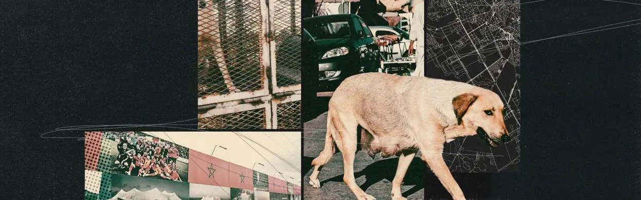 TA：为筹备2030年世界杯，摩洛哥正在全国范围内扑杀流浪狗