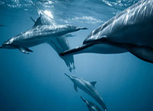 世界杯直播-神了！圣克莱尔跃身指尖扑出对手近距离头球